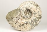 Bumpy Ammonite (Douvilleiceras) Fossil - Madagascar #205062-1